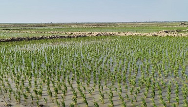 種植兩個(gè)月2.jpg